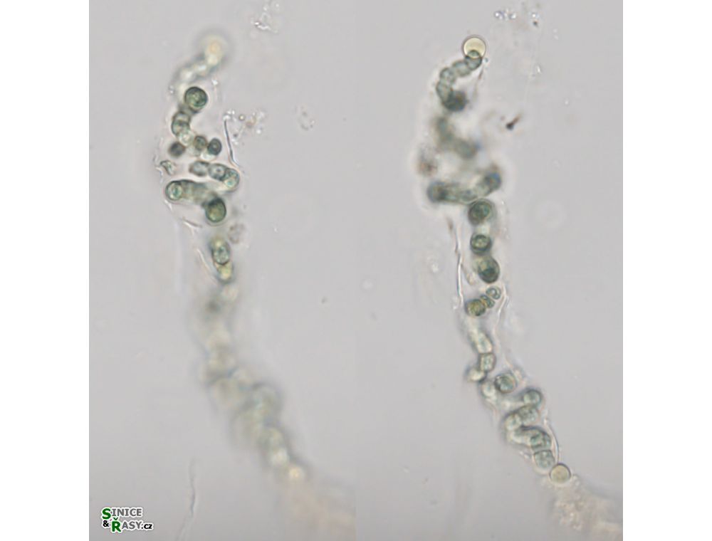 Nostoc