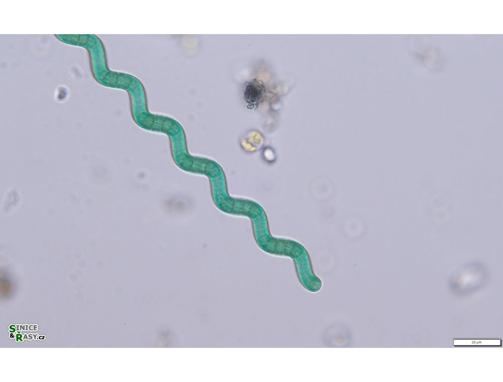 Arthrospira jenneri