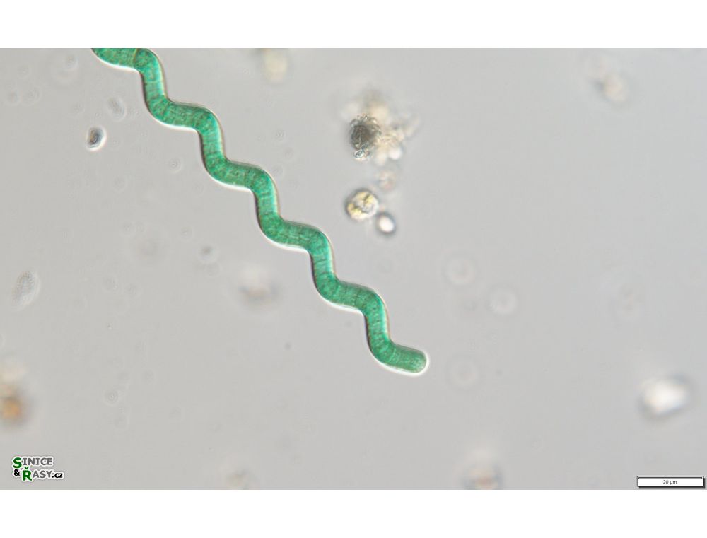 Arthrospira jenneri