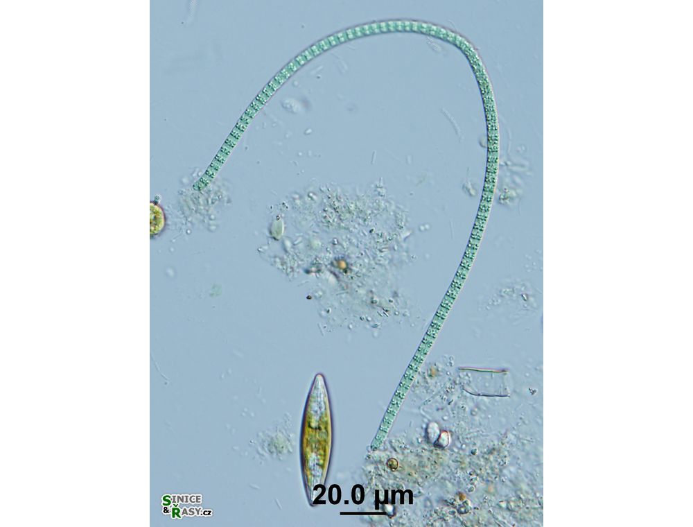 Phormidium formosum