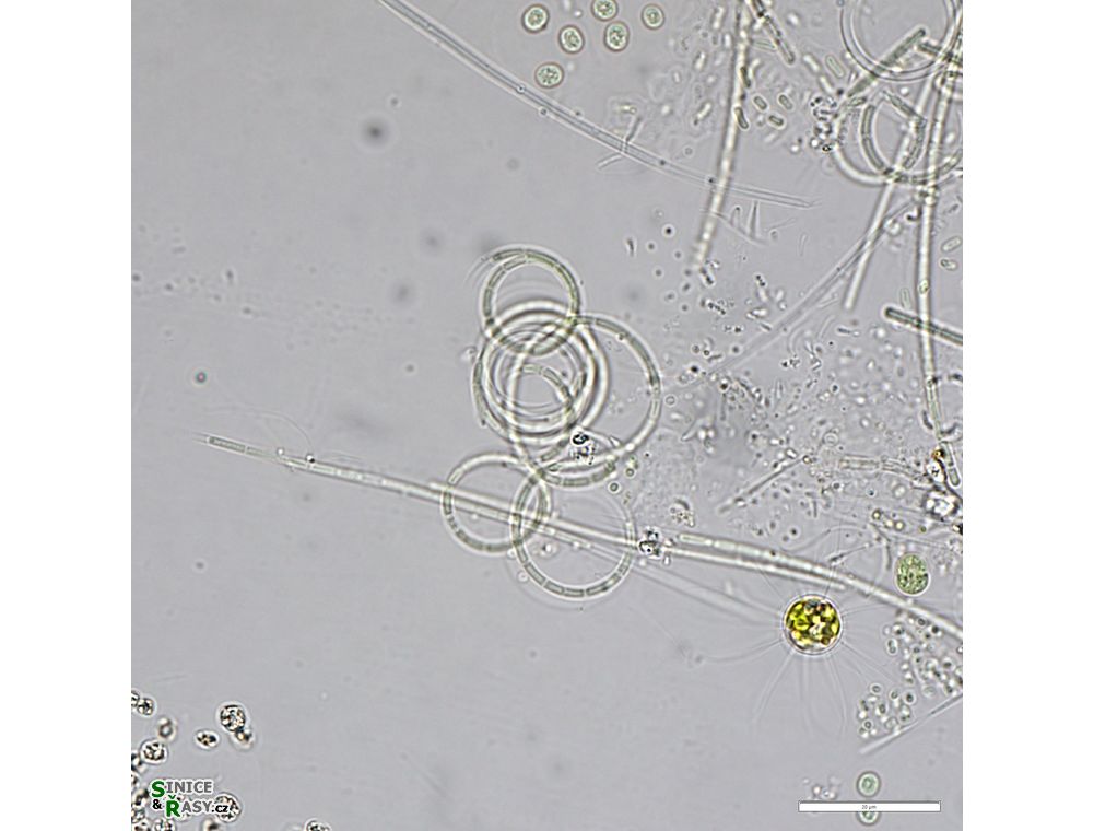 Planktolyngbya contorta