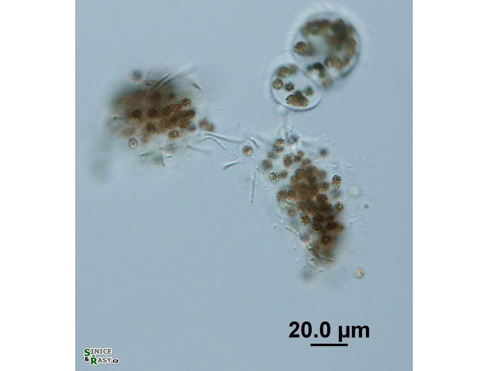 Pseudanabaena mucicola