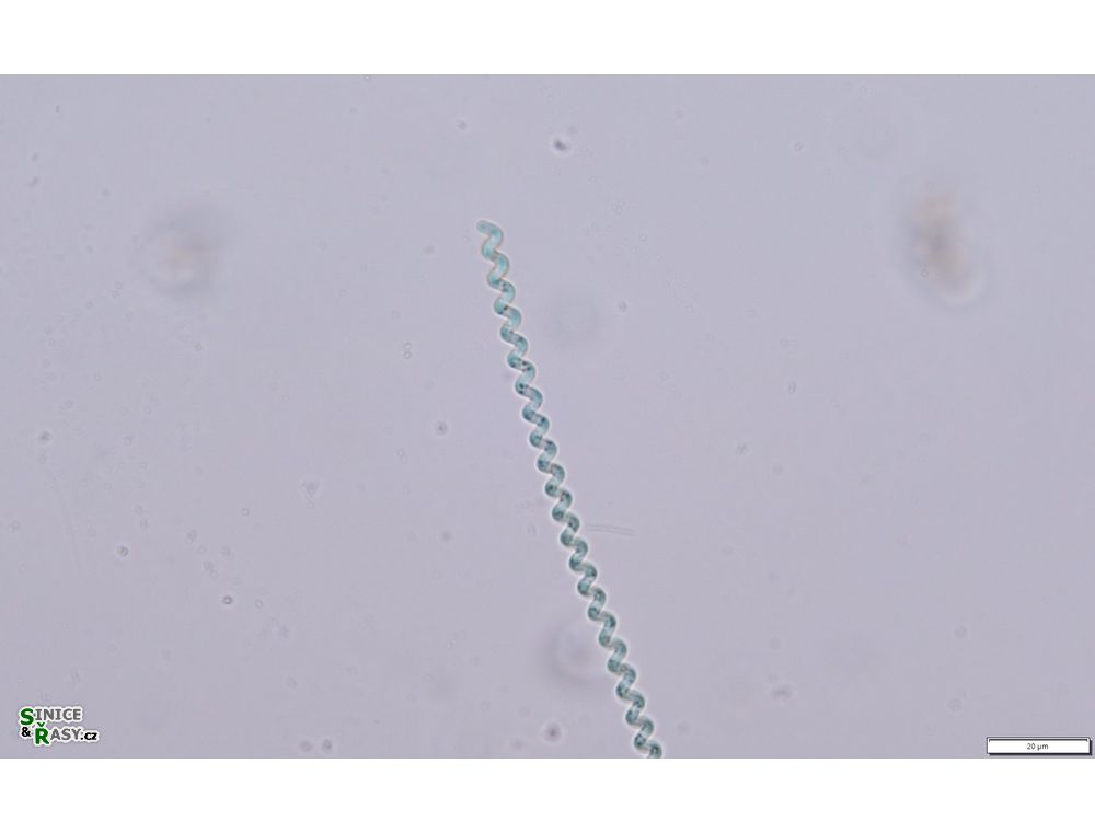 Spirulina major