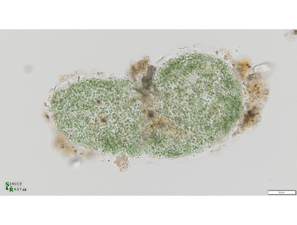Aphanothece microscopica