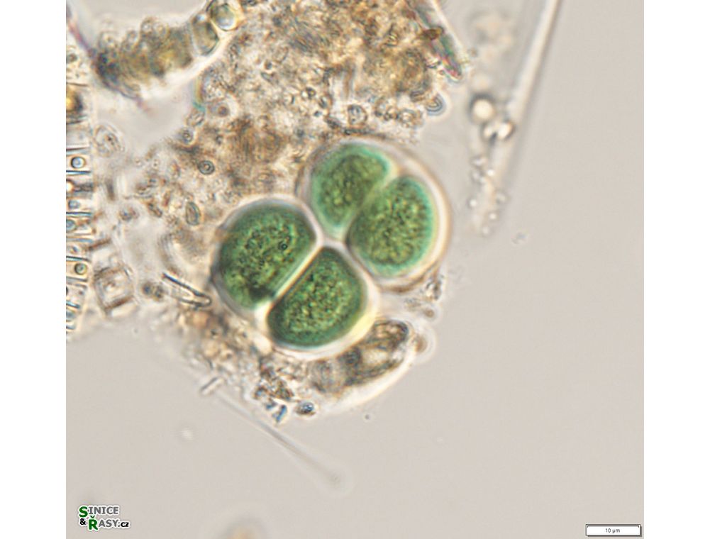 Chroococcus subnudus
