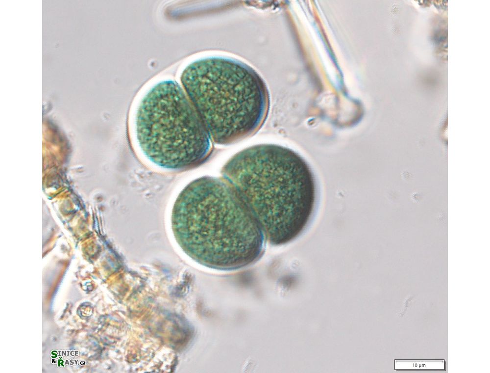 Chroococcus subnudus