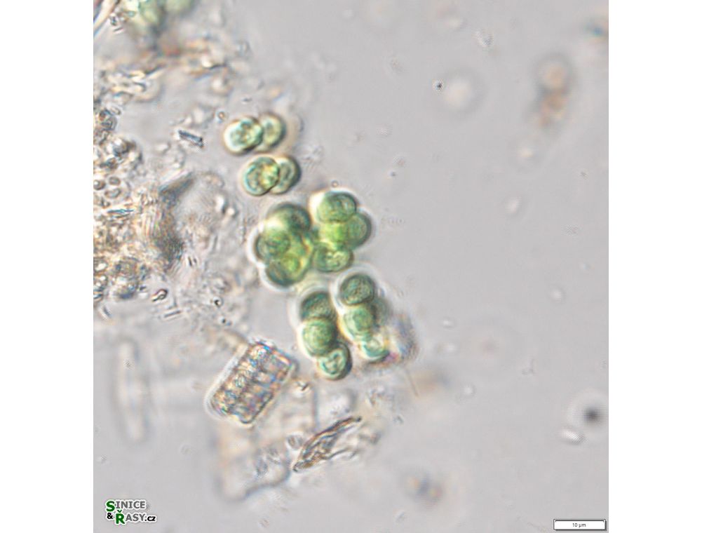 Eucapsis alpina