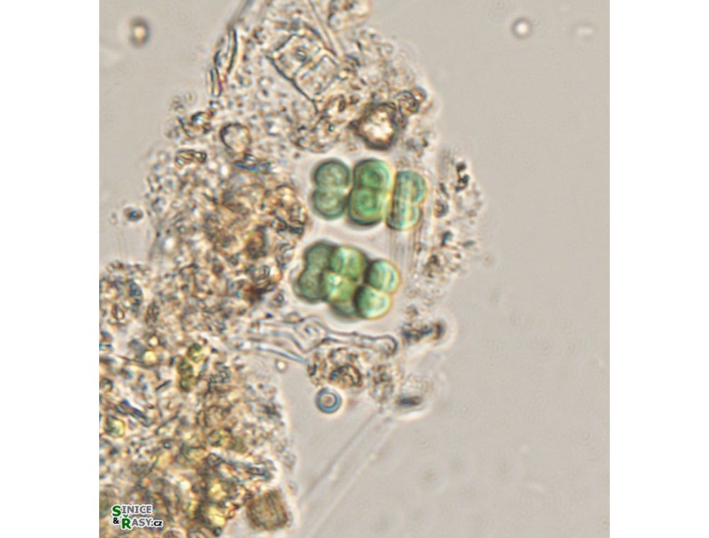 Eucapsis alpina