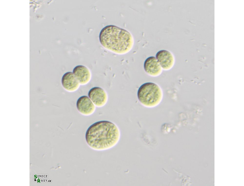 Limnococcus limneticus