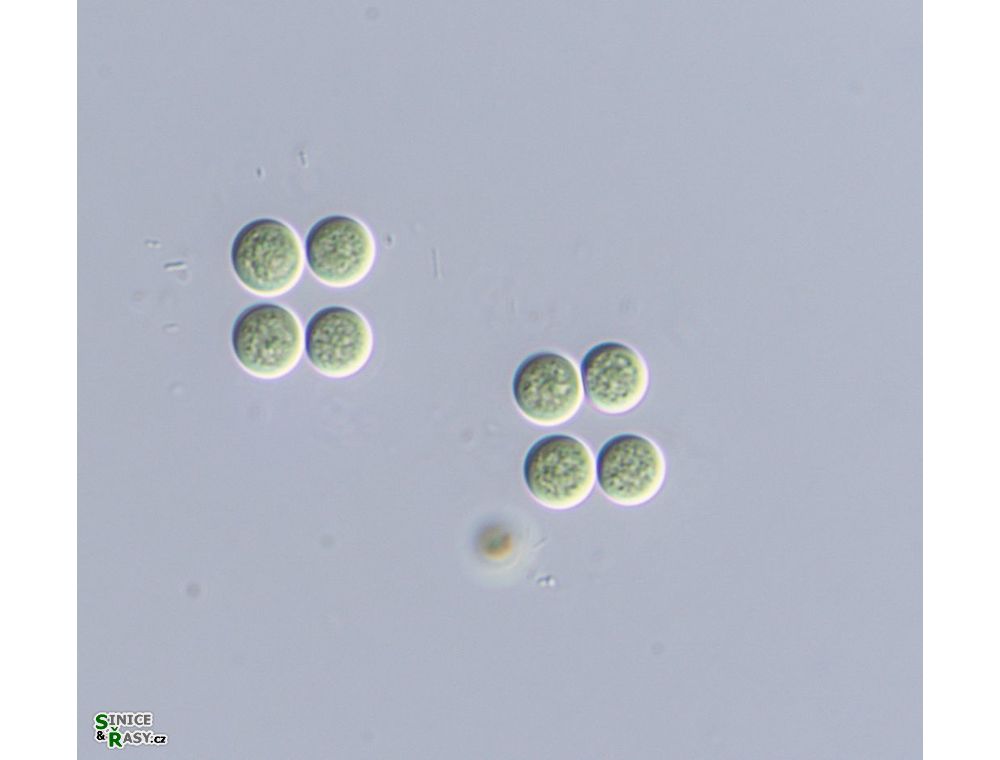 Limnococcus limneticus