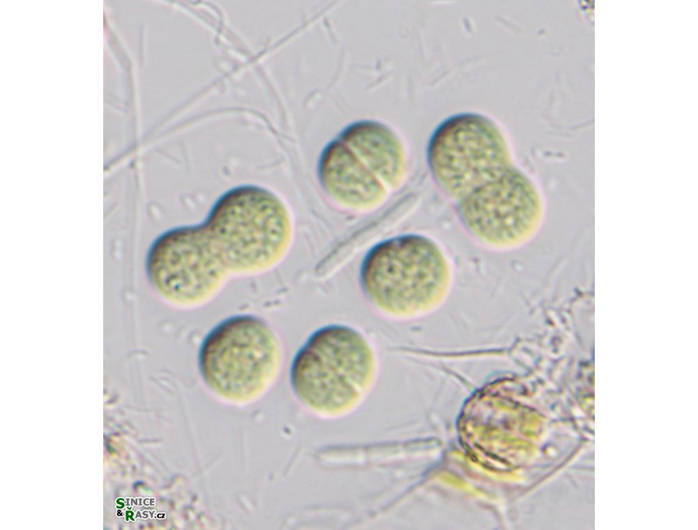 Limnococcus limneticus