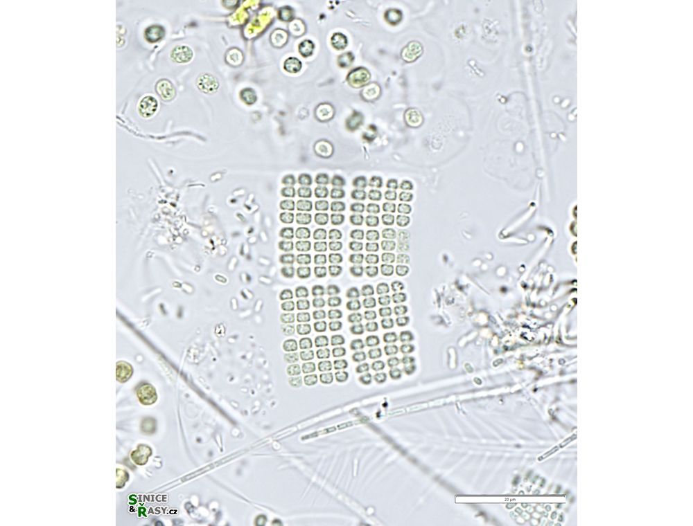 Merismopedia regularis