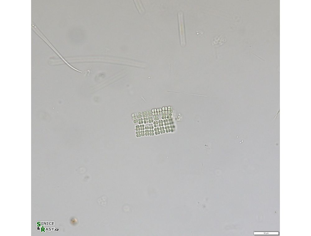 Merismopedia regularis
