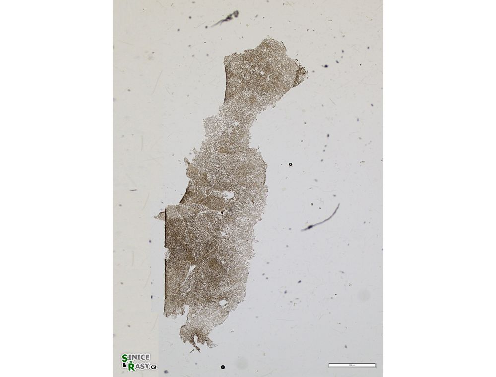 Microcystis microcystiformis