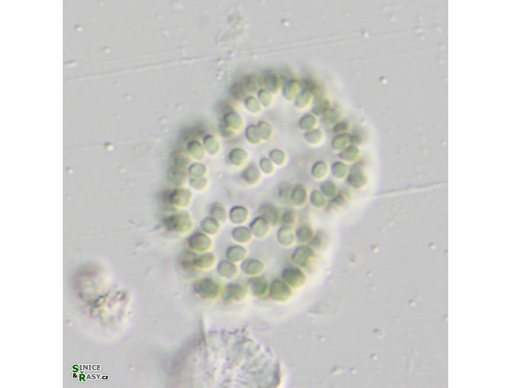 Snowella lacustris
