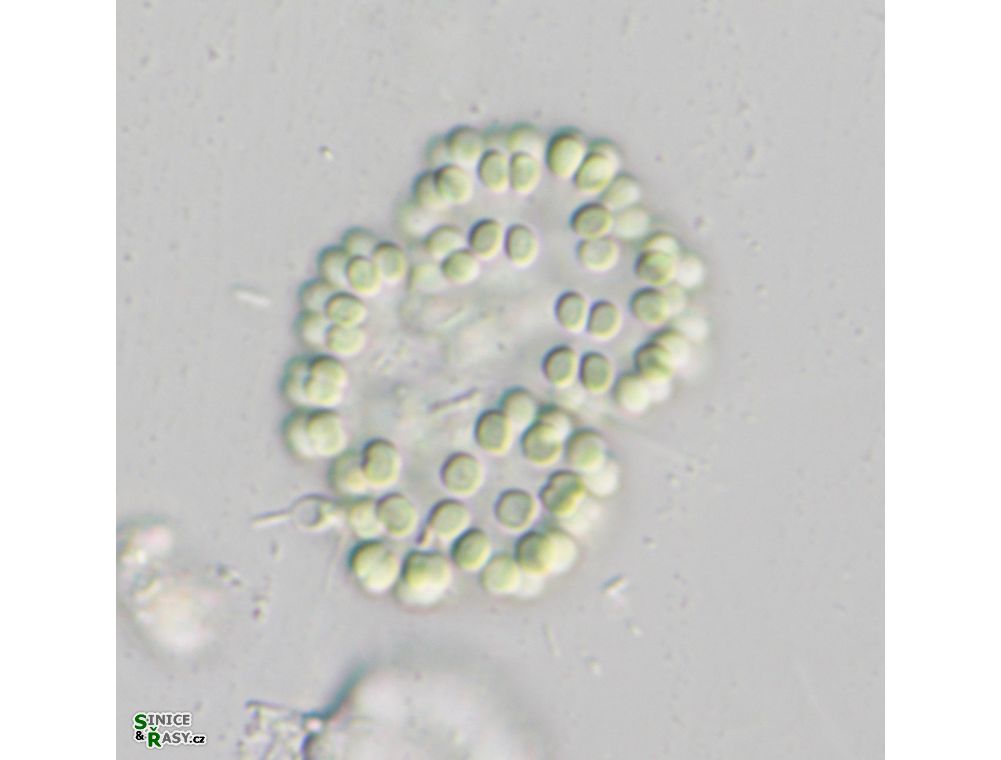 Snowella lacustris