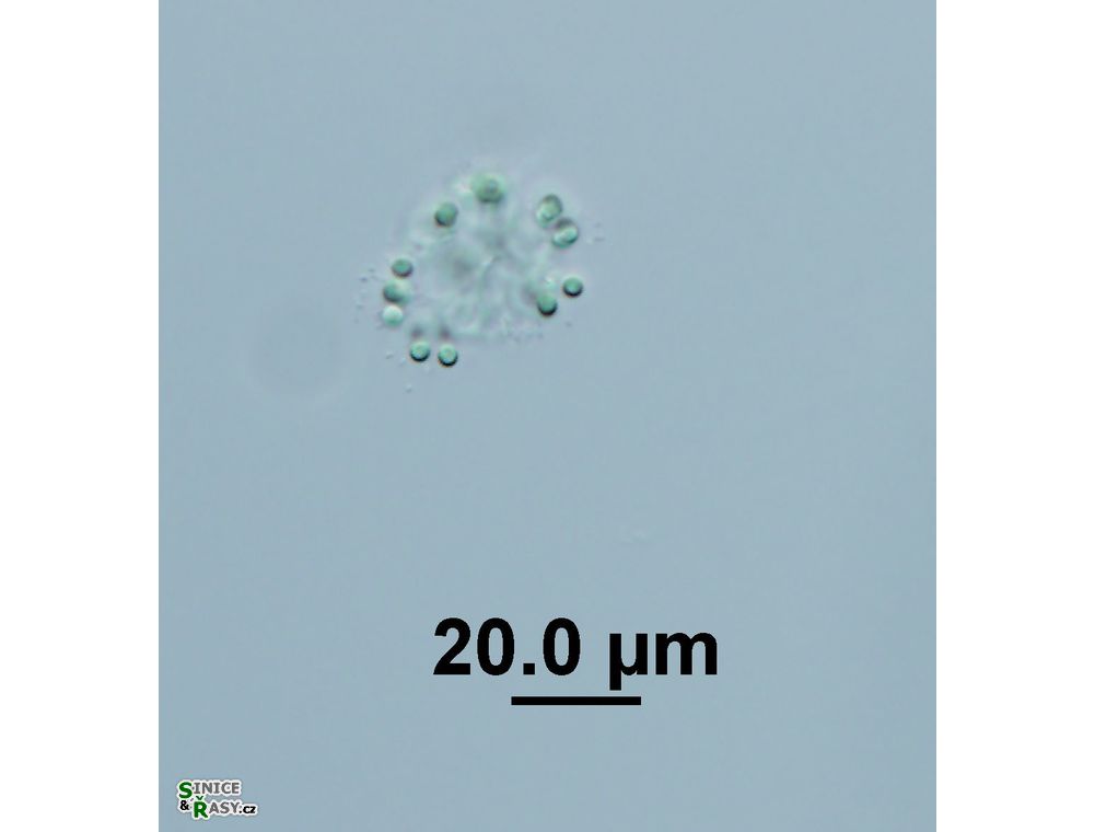 Snowella litoralis
