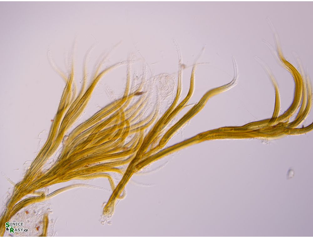 Dichothrix orsiniana