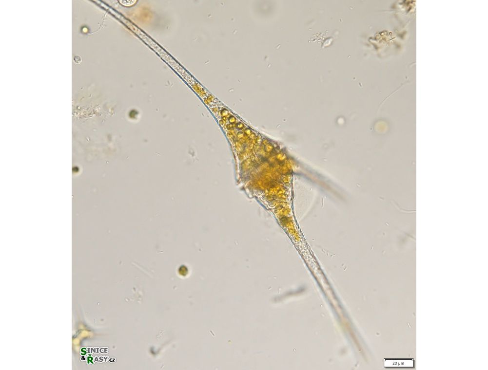 Ceratium furcoides