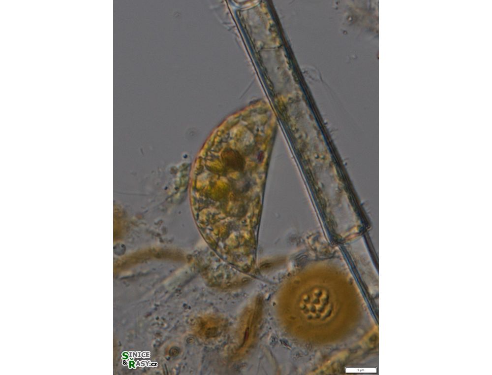 Cystodinium cornifax