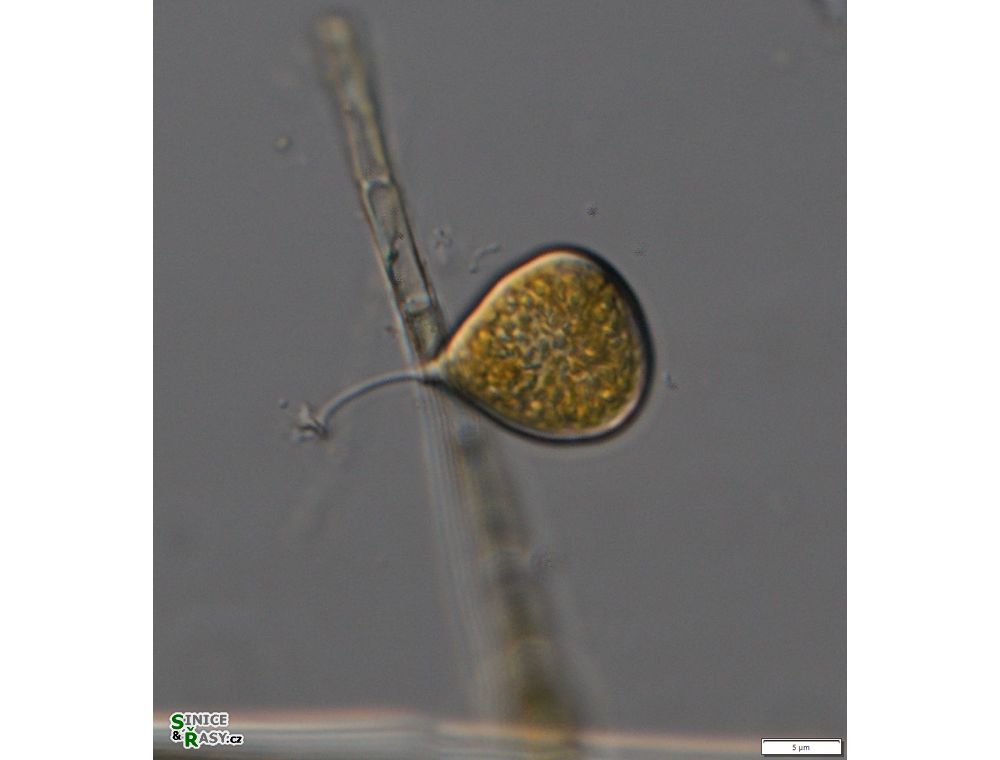 Stylodinium globosum