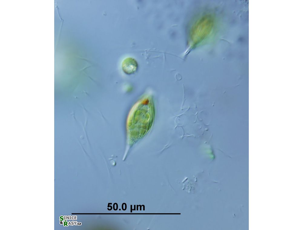 Lepocinclis caudata