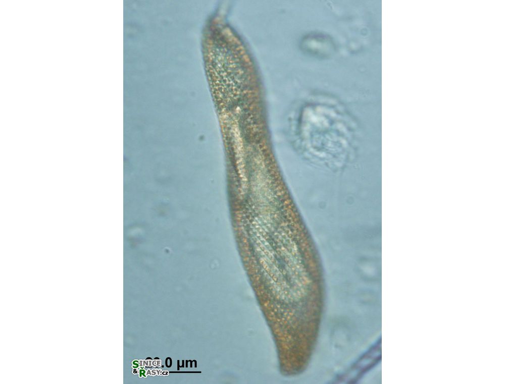 Lepocinclis fusca