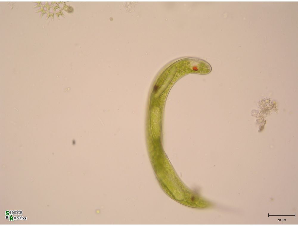 Lepocinclis oxyuris