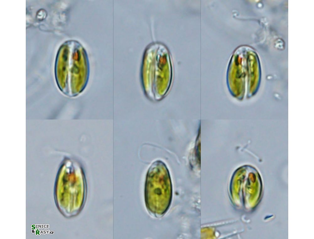 Cryptoglena pigra