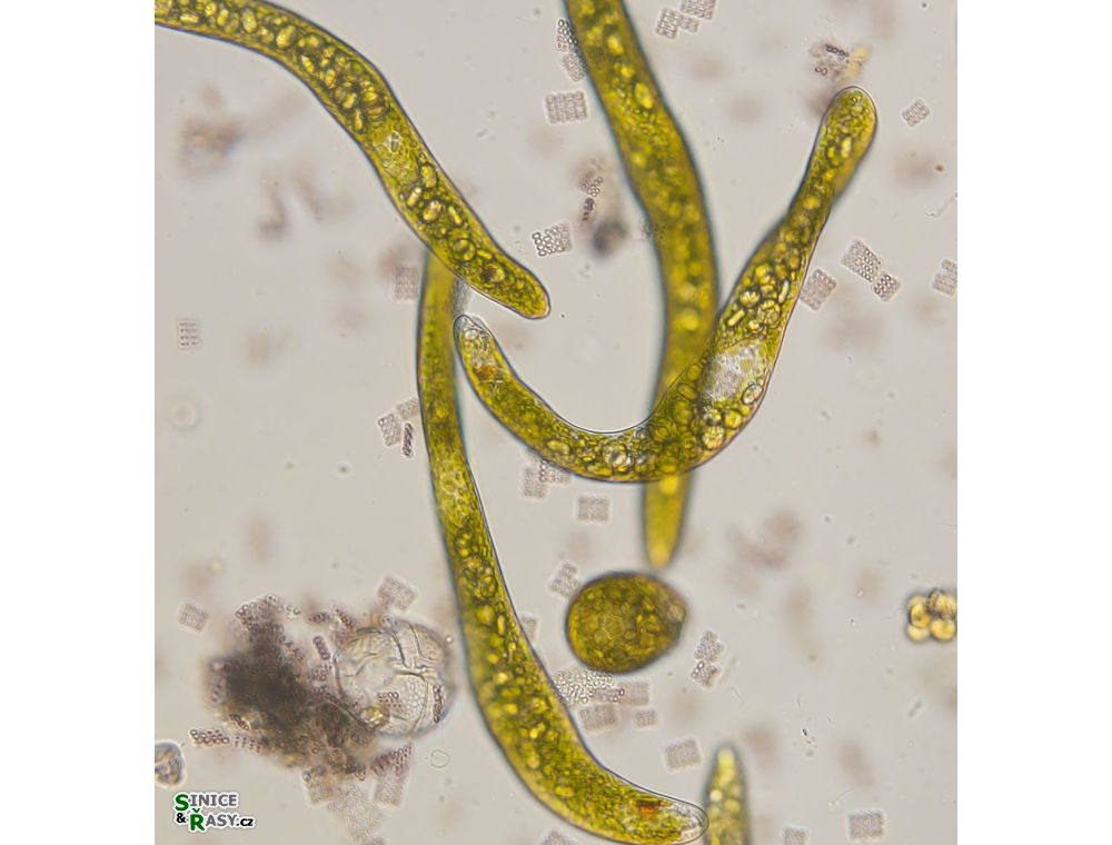 Euglena ehrenbergii