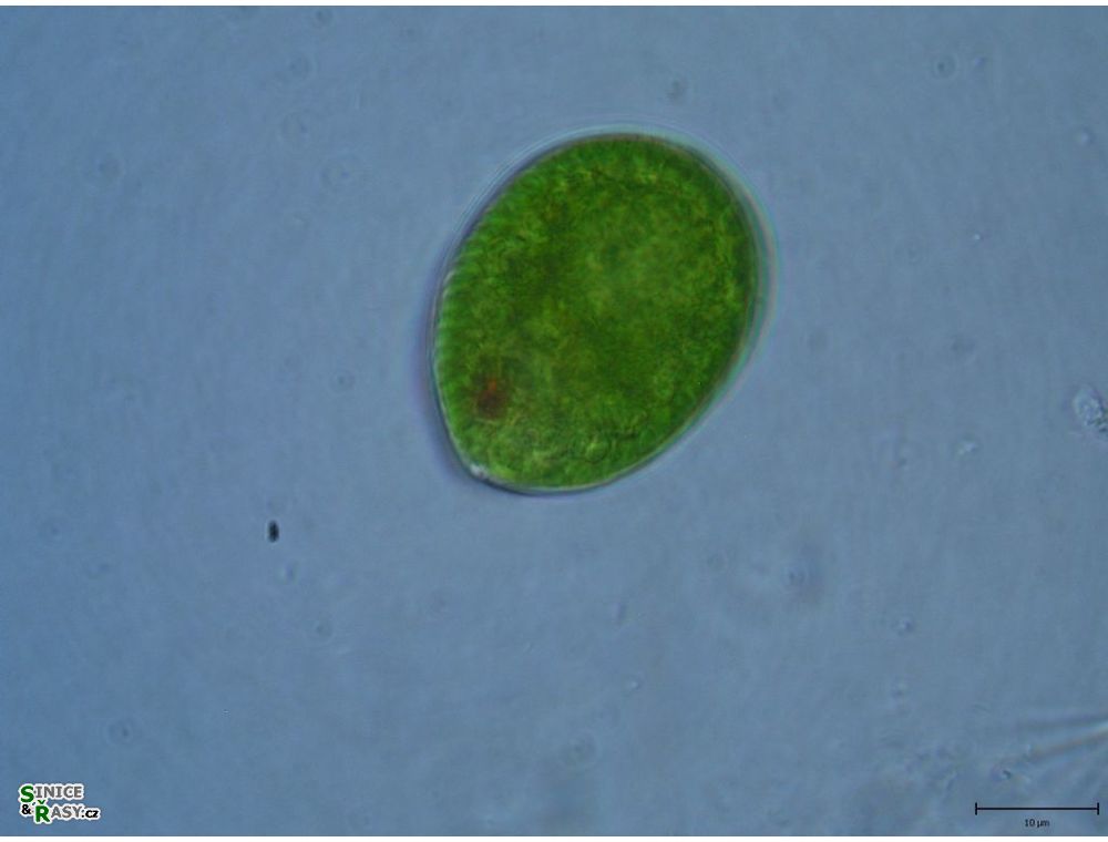 Euglena texta 