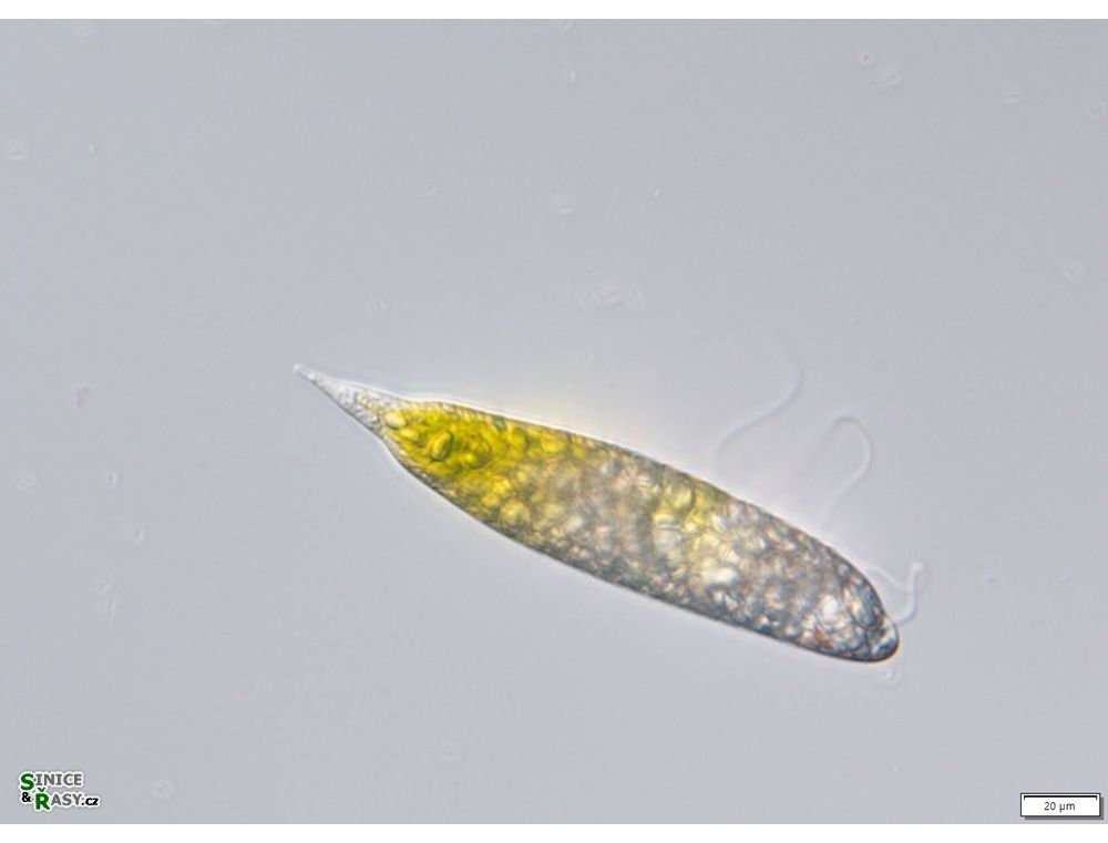 Euglena hemichromata