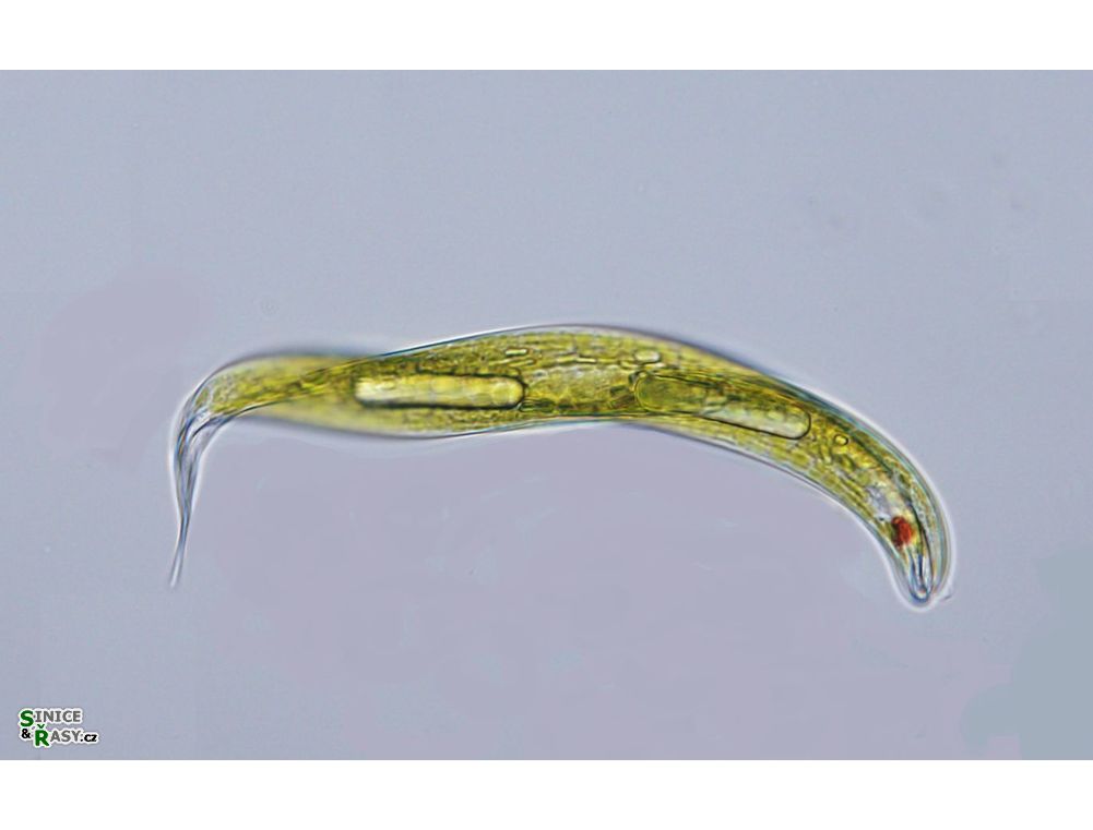 Lepocinclis tripteris