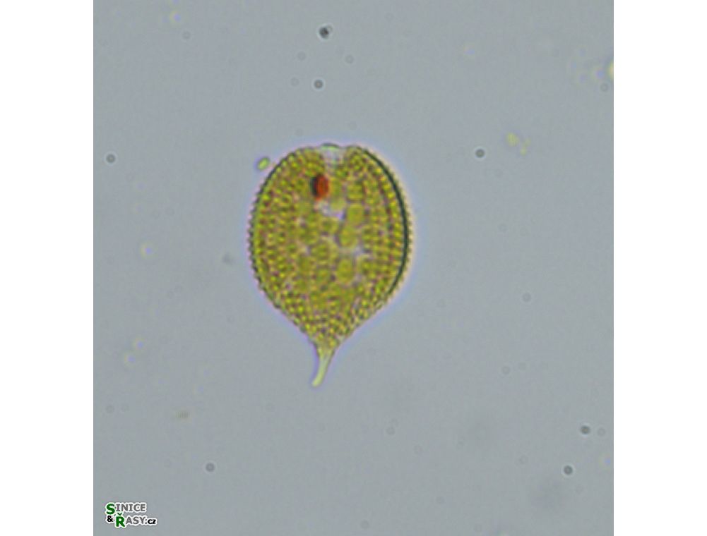 Phacus monilatus