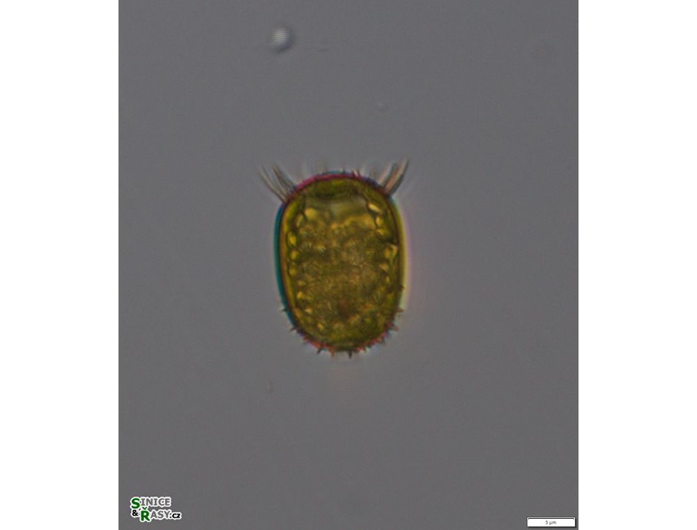 Trachelomonas armata