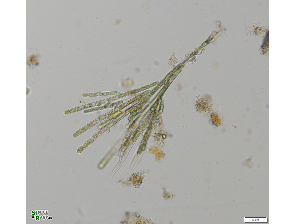 Audouinella chalybea
