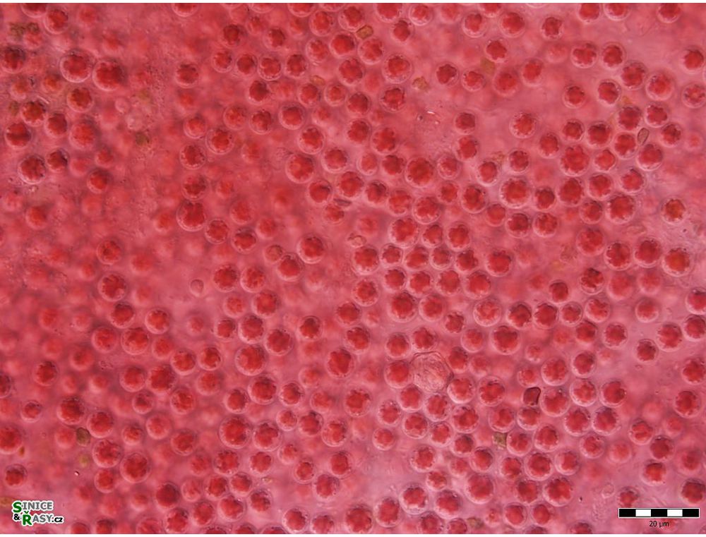 Porphyridium purpureum