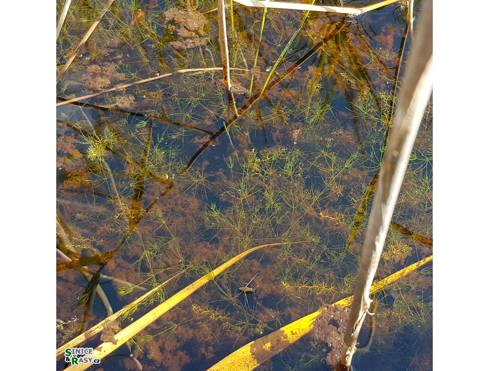 Chara globularis