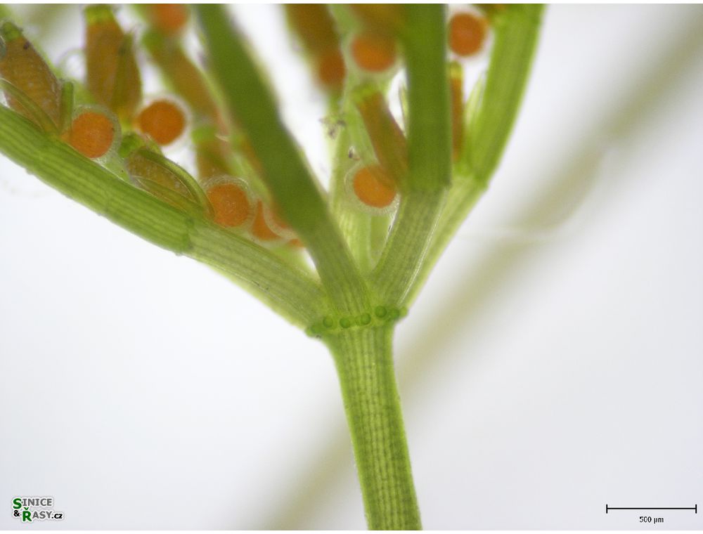 Chara globularis
