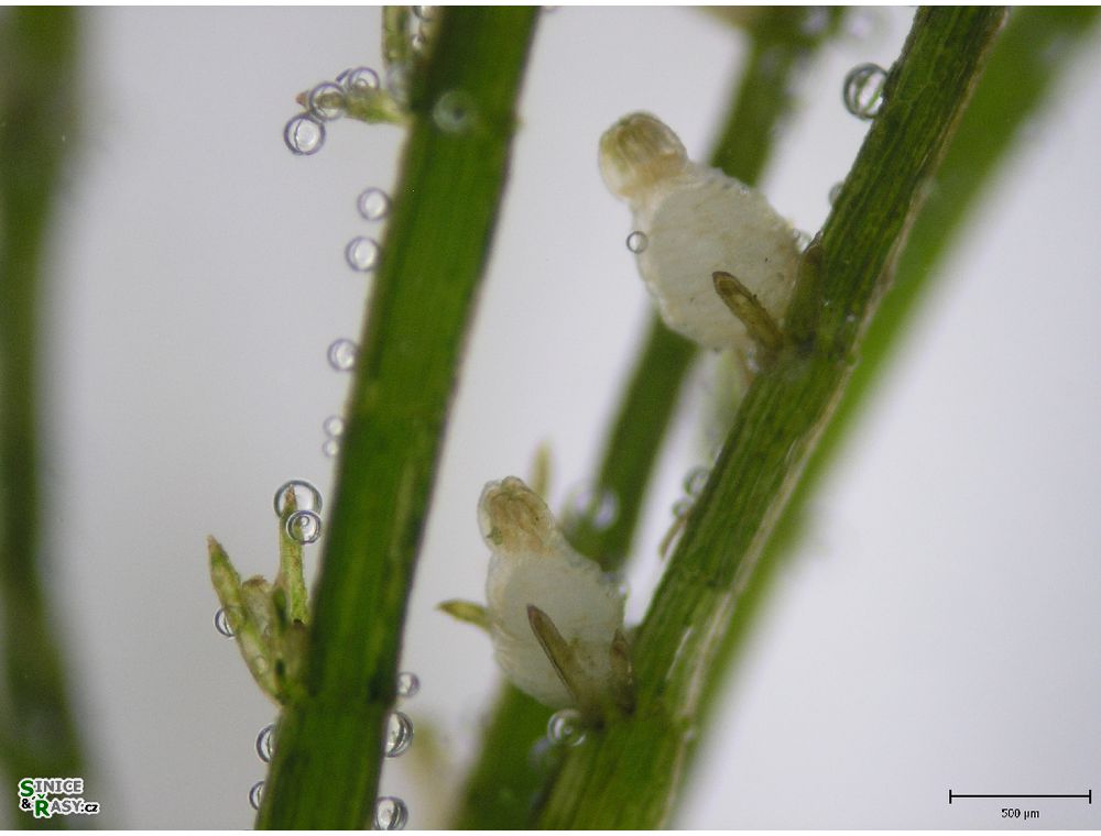 Chara globularis