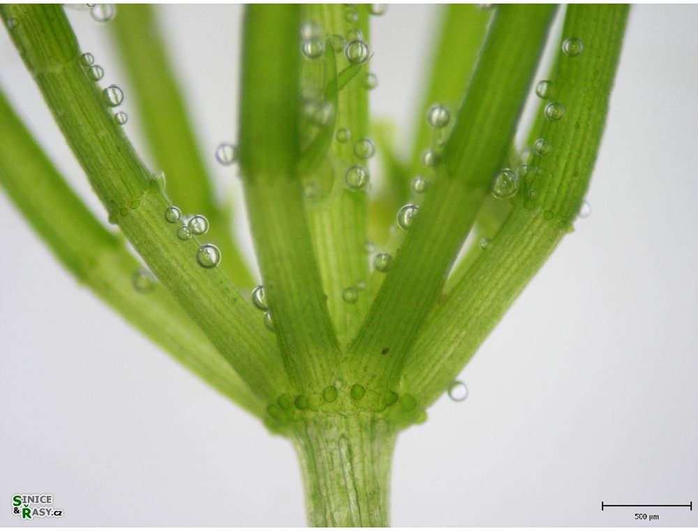 Chara globularis