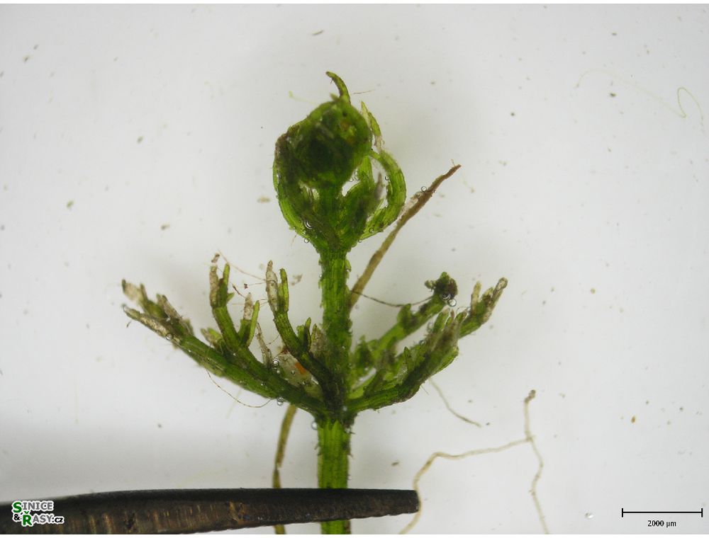 Chara vulgaris