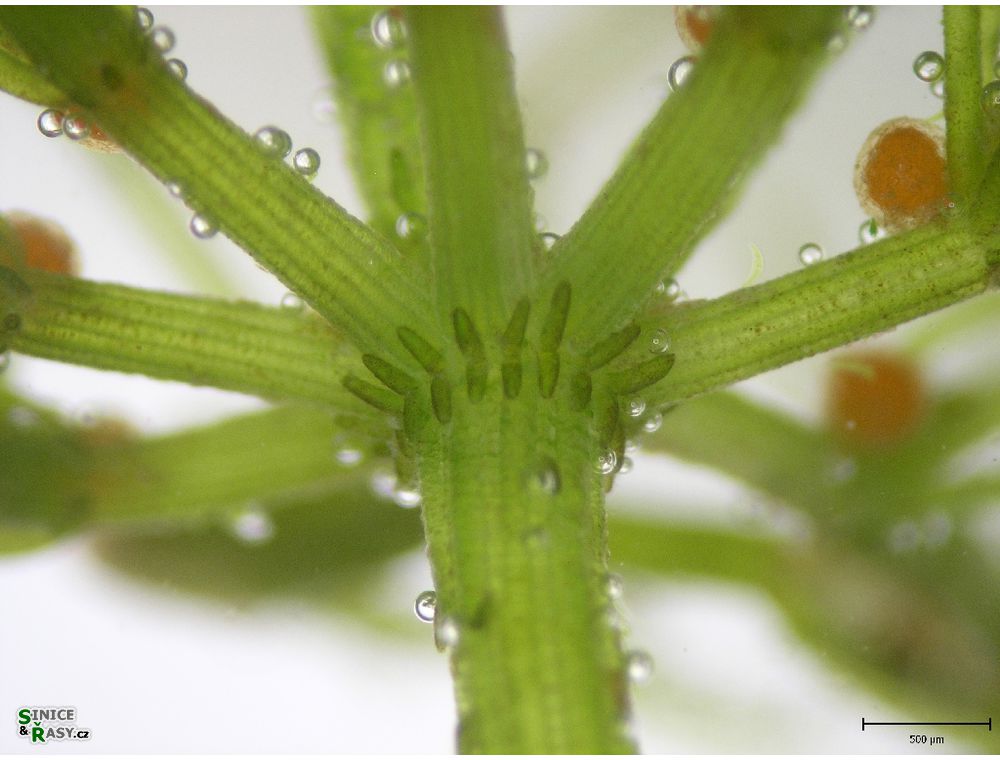 Chara vulgaris