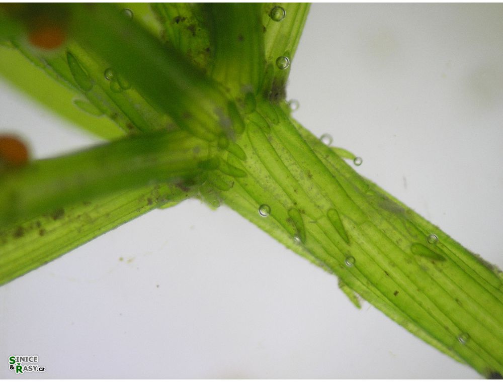 Chara vulgaris