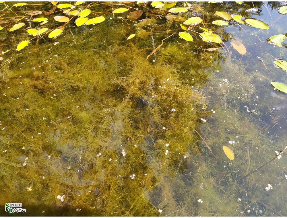 Chara vulgaris