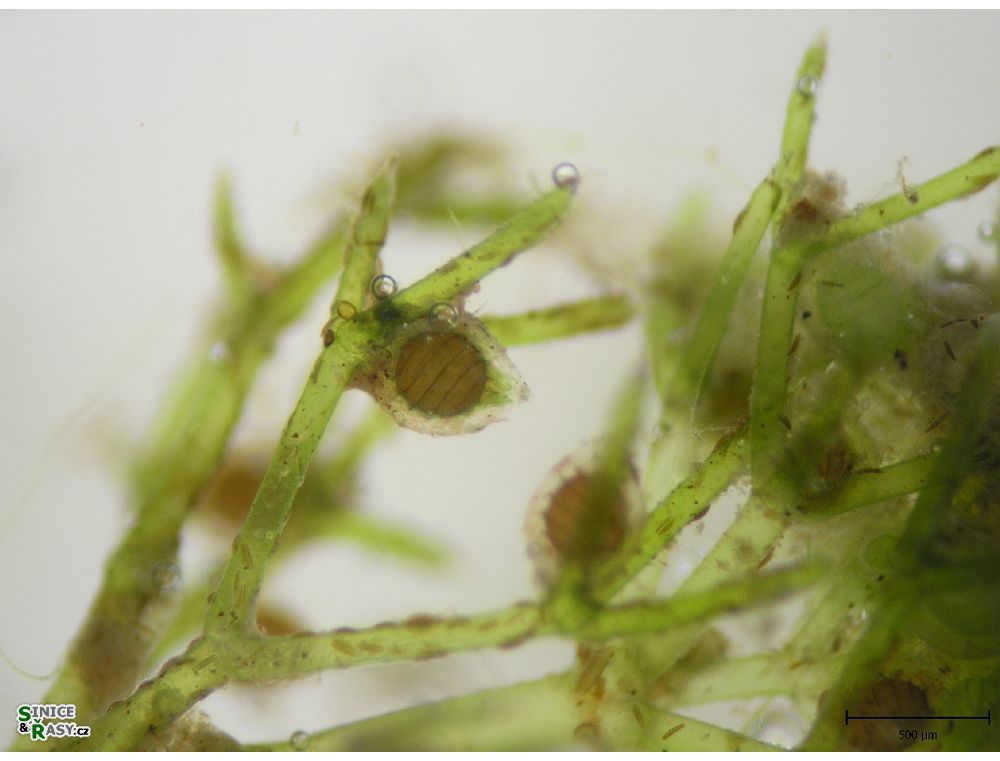Nitella mucronata