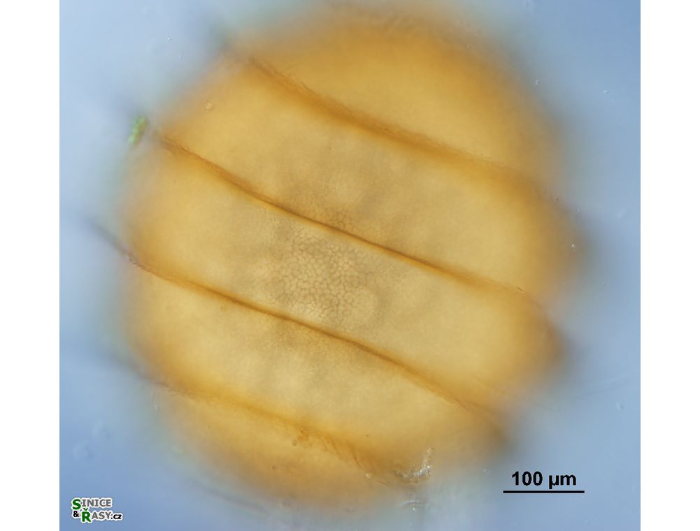 Nitella mucronata