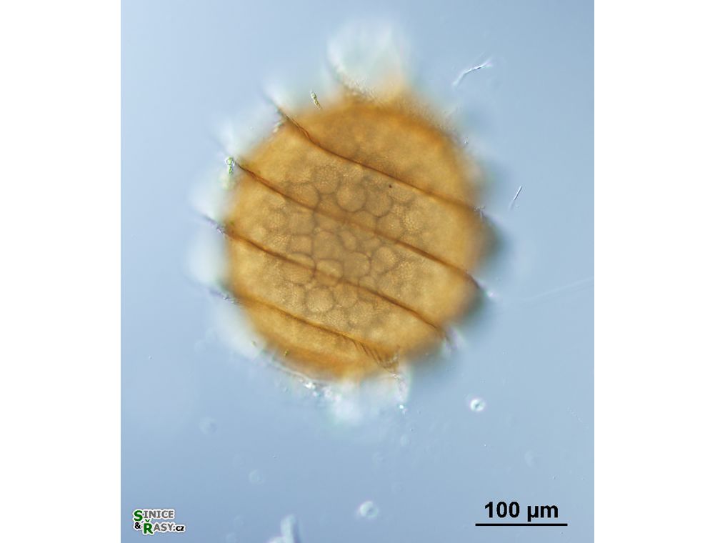 Nitella mucronata