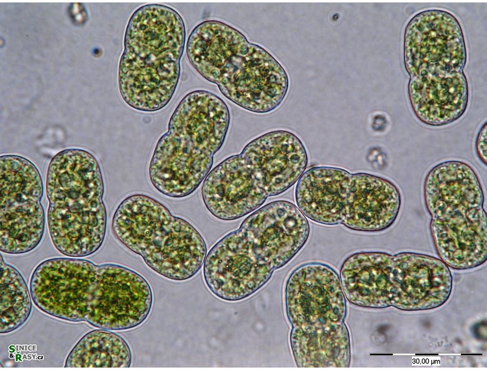 Actinotaenium cucurbita