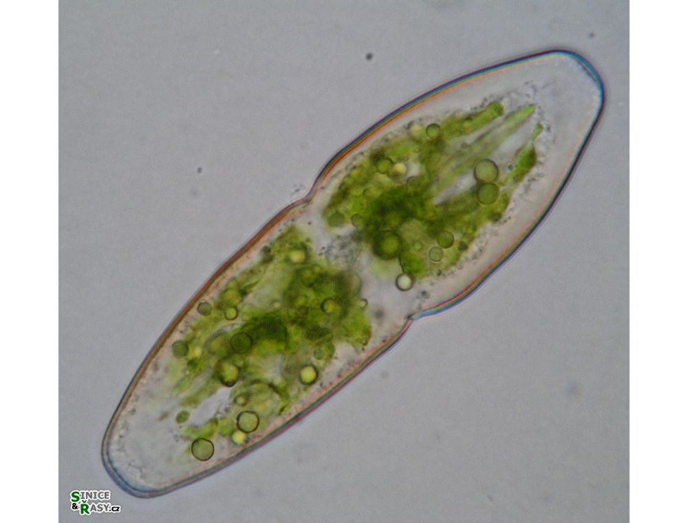 Actinotaenium elongatum